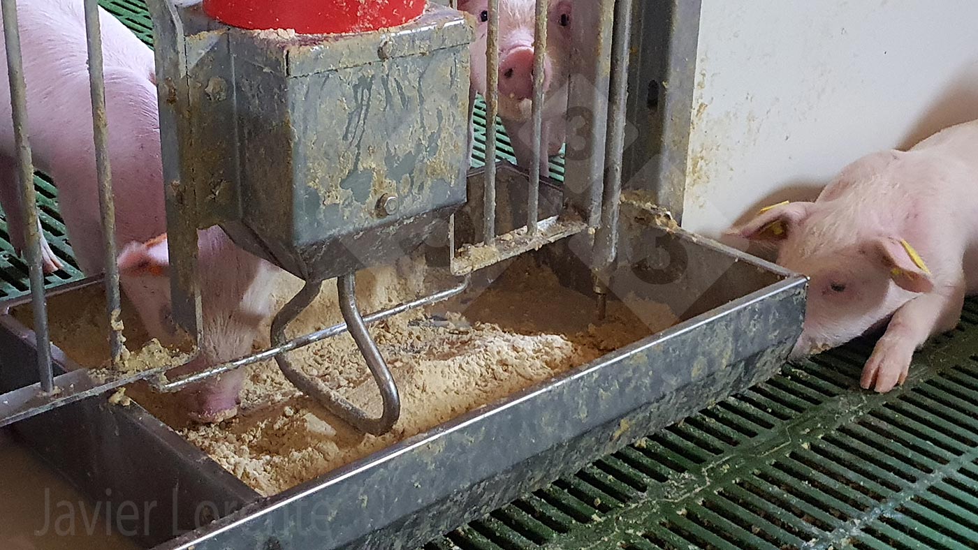 <p>Fot. 8. Karmnik&nbsp;ze zbyt dużą ilością paszy.</p>
